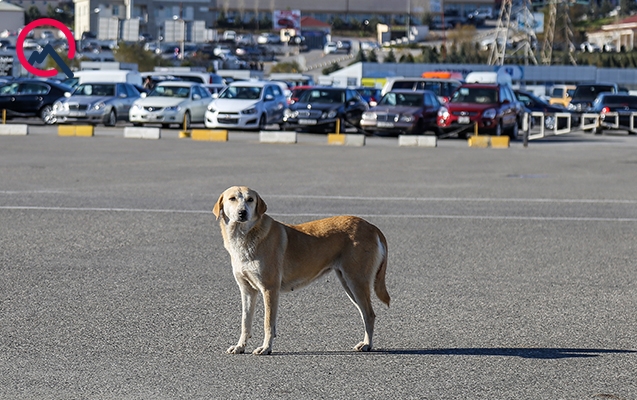 “Durğunluqdur, qiymətlər düşəcək”